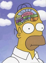 homer_braincolor1