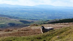 Eden Valley - or is it Laois?