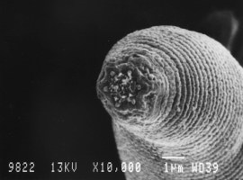 The worm that passes understanding