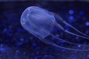 Ponder the jellyfish
