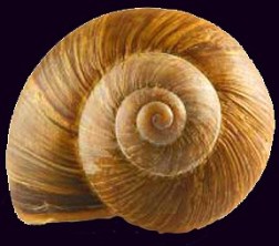 SnailShell45