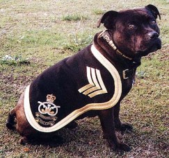 Regimental Mascot