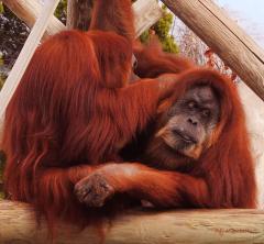 orangutans-grooming-didi-higginbotham