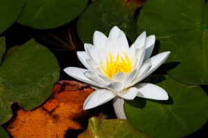 white-water-lily
